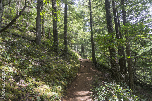 Hiking trail through a green forest