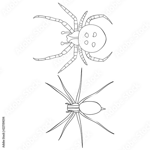  isolated, insect spider, coloring book