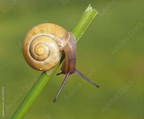 Schnecke