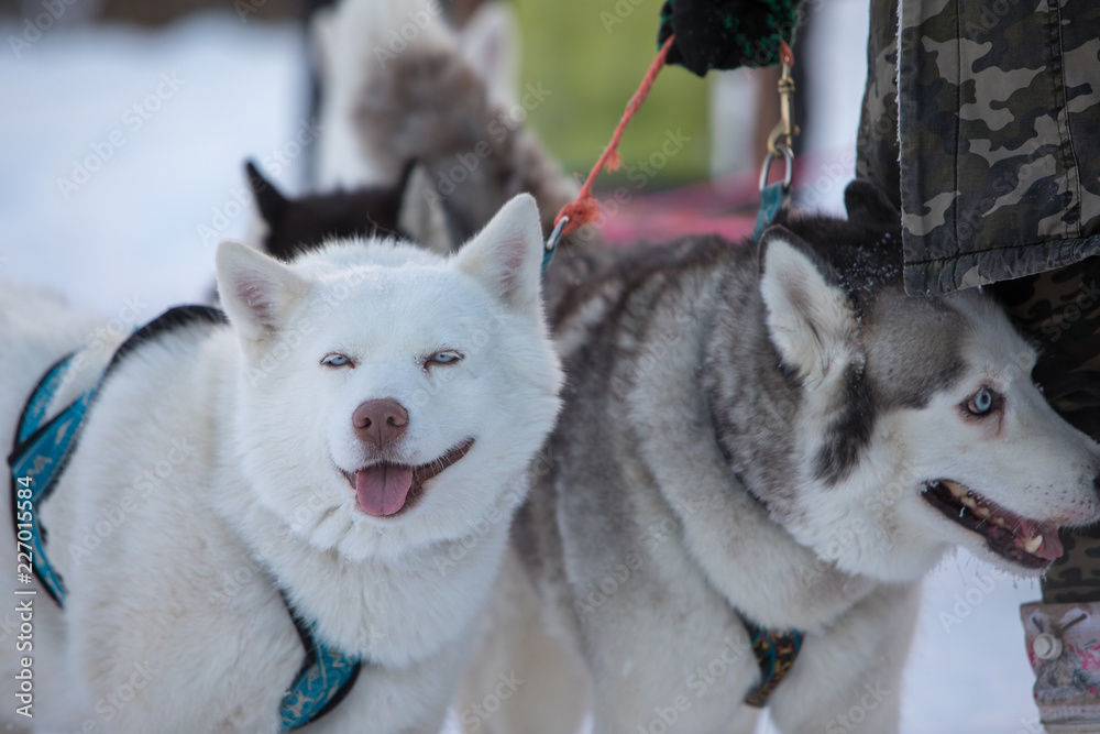 siberian husky in snow