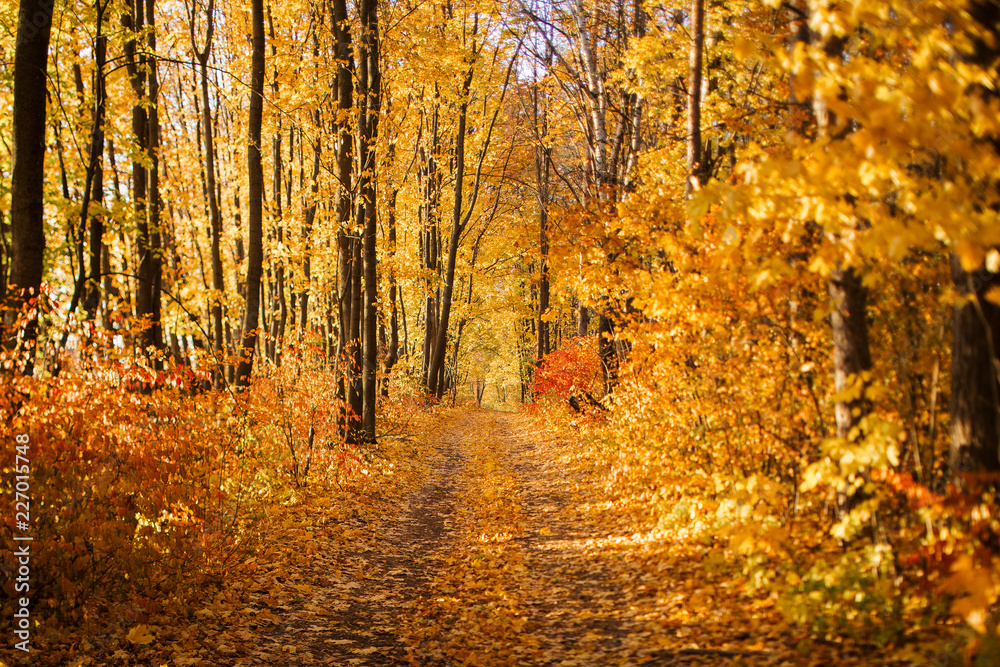 Colorful Autumn Road