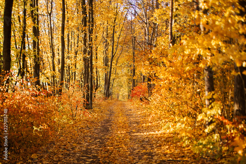 Fototapeta Naklejka Na Ścianę i Meble -  Colorful Autumn Road