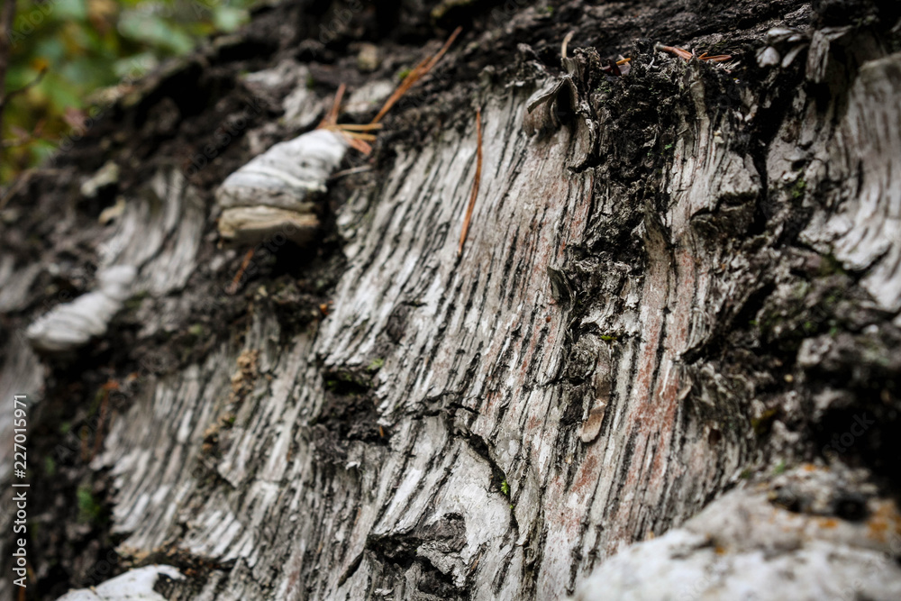 The bark of an old fallen birch covered The bark of an old fallen birch covered