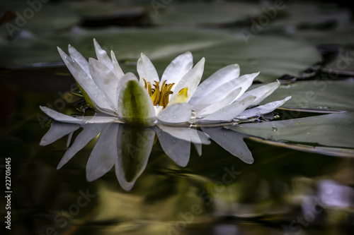 The original perspective on the white water lily or lotus flower Marliacea Rosea. Nymphaea is reflected in a pond. Background of dark leaves.Nature concept for design