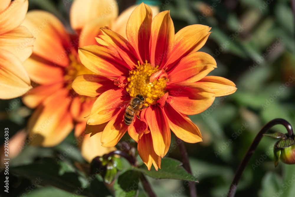 Honeybee on Orange Dahlia Flower Honeybee on Orange Dahlia Flower