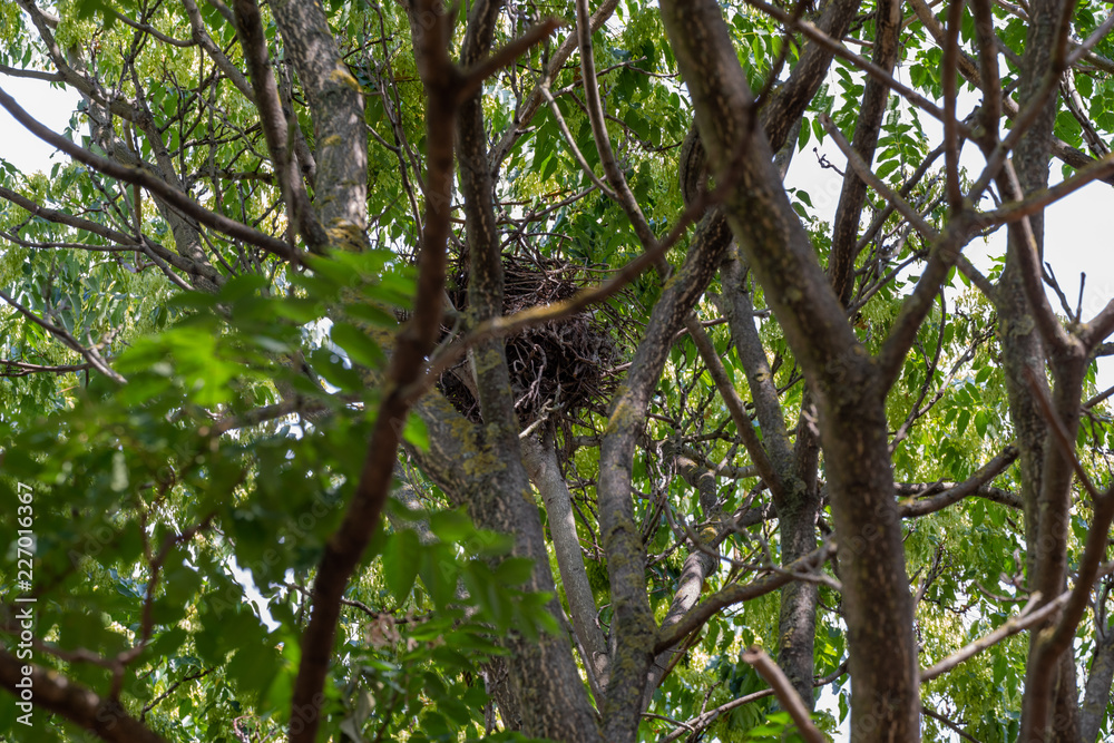 Nid d'oiseau dans un arbre Nid d'oiseau dans un arbre