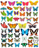  isolated, butterfly collection