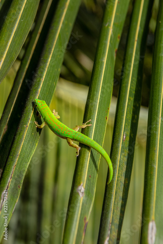 Lizard on a leaf close up in Praslin Seychelles. Tropical island wildlife. © mbrand85