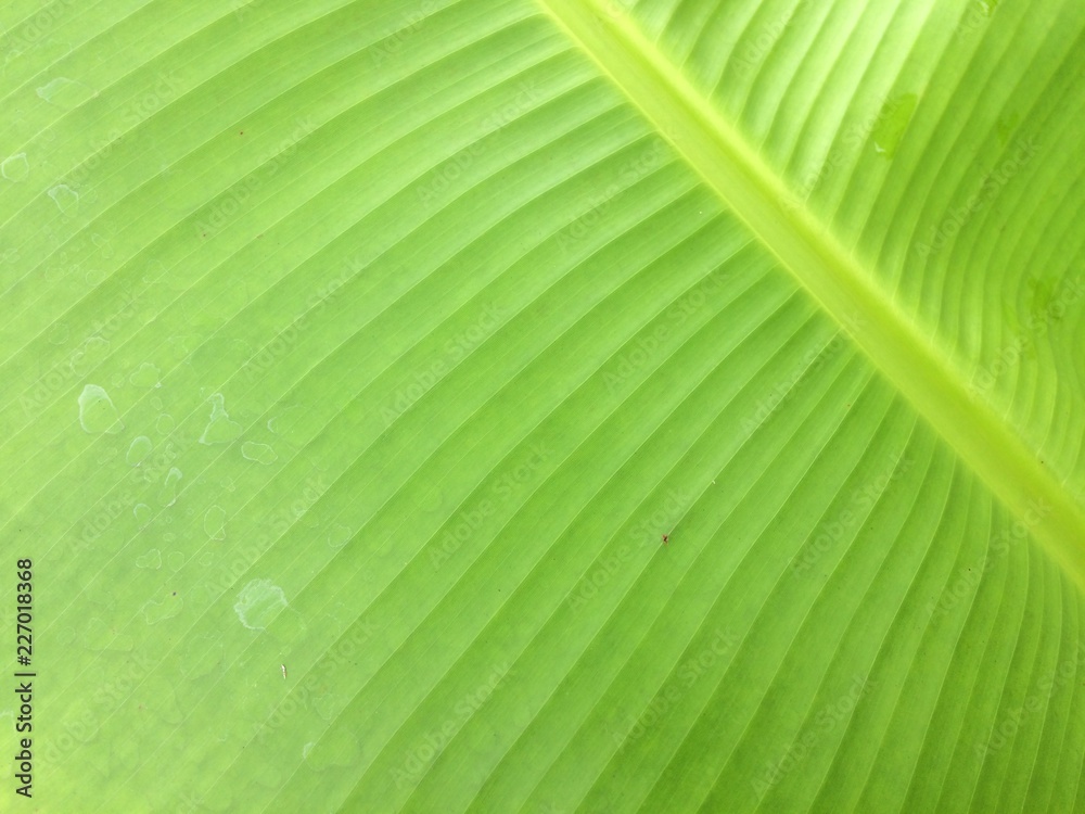 leaves of the banana tree Textured abstract background leaves of the banana tree Textured abstract background