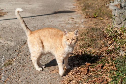 ginger cat in street