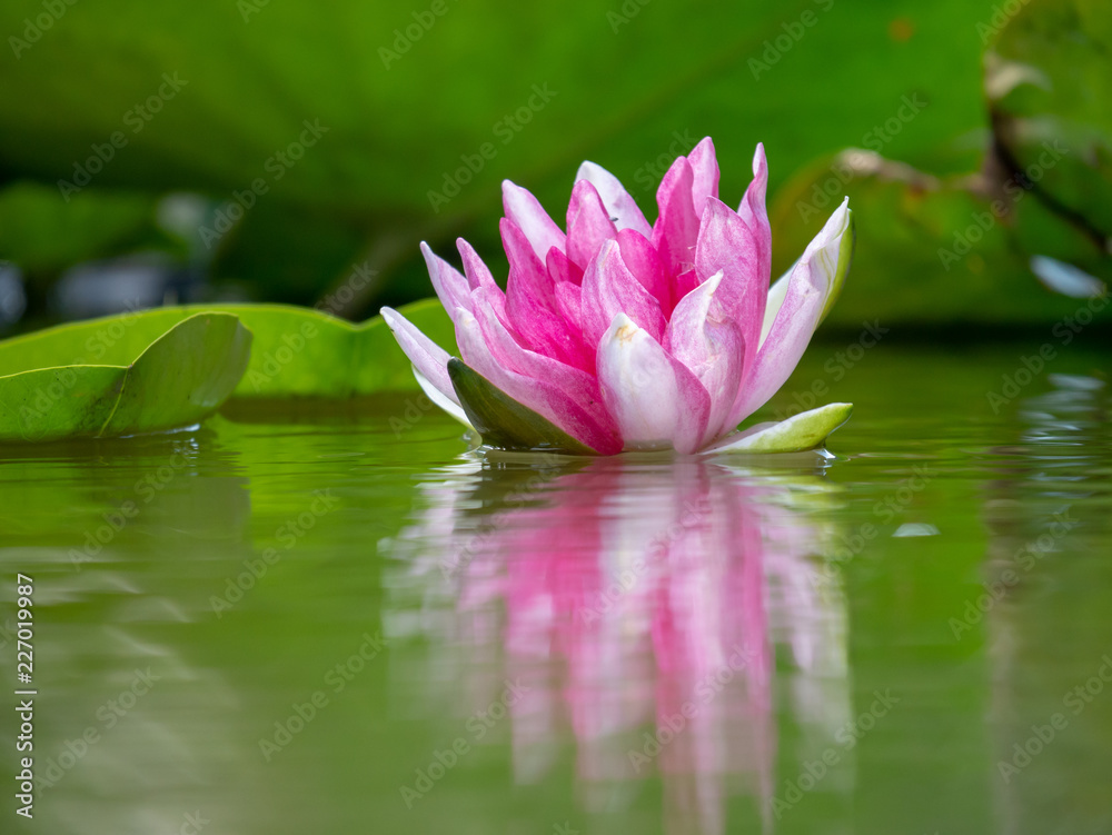 Pink waterlilies on the lake. Waterlilies closeup. Pink waterlilies on the lake. Waterlilies closeup.