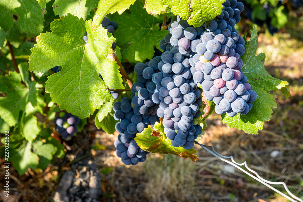 Φωτογραφία Large bunches of mature pinot noir grapes on an old vine stock in a Champagne vineyard, illuminated by the warm sunlight of late afternoon