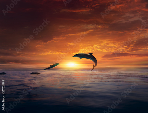 Beautiful dolphin jumping from shining water . Dolphins jumping .   landscape at sunset .  © yaalan