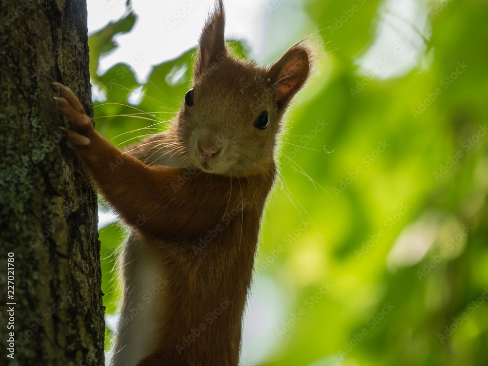 Squirrel on the tree. Green tree in background. Squirrel on the tree. Green tree in background.