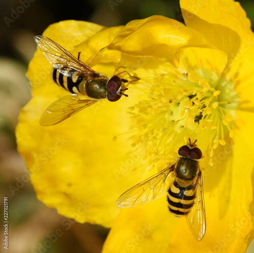 Two hoverflies Syrphus ribesii sitting on a yellow poppy flower