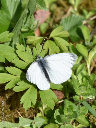 Obraz na plátně The cryptic wood white butterfly Leptidea juvernica sitting in green vegetation