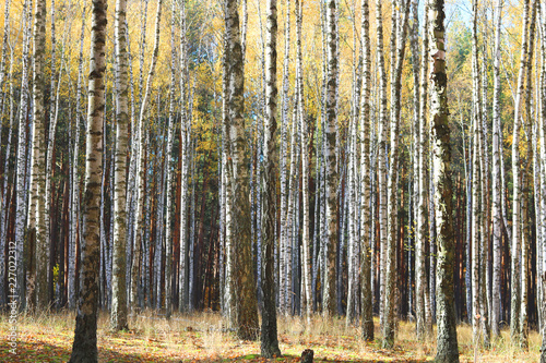 beautiful scene with birches in yellow autumn birch forest in october among other birches in birch grove