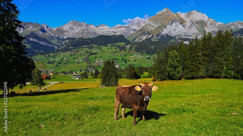 alpenkuh in der schweiz bei wildhaus toggenburg photo