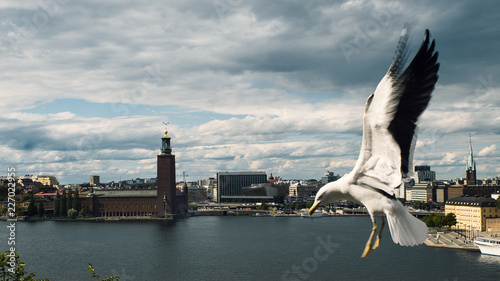 Great black-backed gull Seagull and Stockholm city landscape. Gamla Stan. Bird flying. Seagull landing. Stockholm, Sweden, city landscape