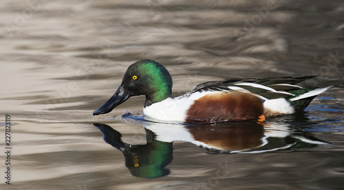 Northern shoveler (Anas clypeata) male duck in Shinobazuno Pond , Ueno , Japan photo