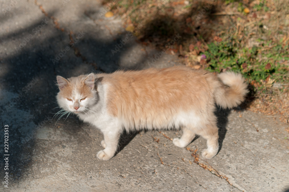 Obraz premium ginger cat in street