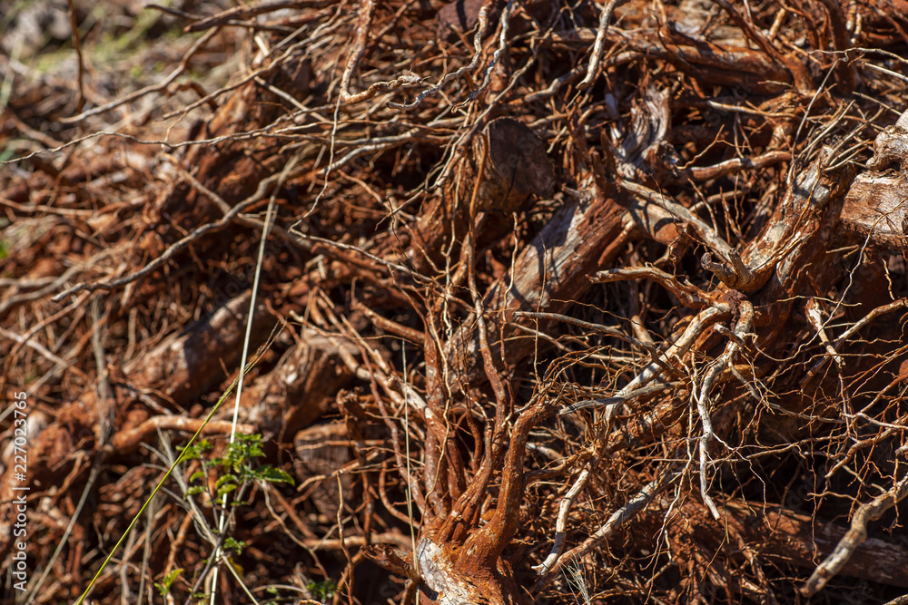 Group of dry roots.The dried red roots of an coffee on the stem and some of it's pink and reddish skin in the background, selective focus Group of dry roots.The dried red roots of an coffee on the stem and some of it's pink and reddish skin in the background, selective focus