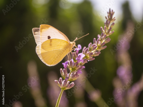 Large white butterfly on violet lavender flower. Butterfly closeup in summer garden. © Peter