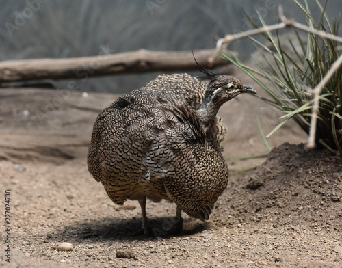 Bild auf Leinwand Large Elegant Crested Tinamou Bird with Ruffled Feathers