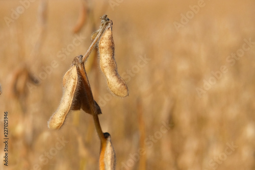 Mature modified soybean pods during the ripening period in yellow field. Soy agriculture. Autumn harvest.