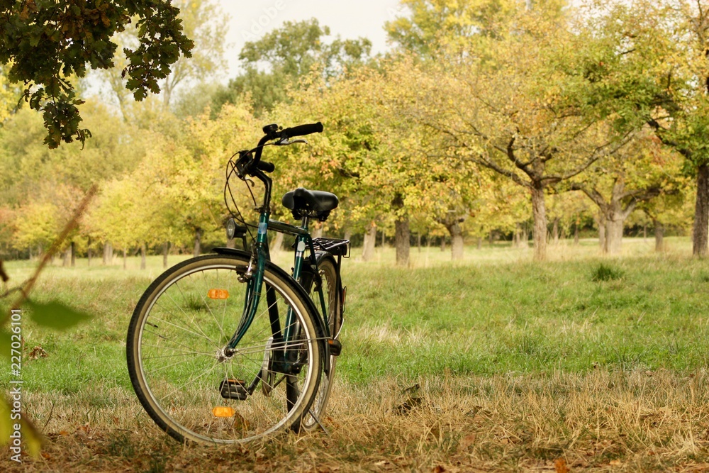 Naklejka premium bicycle in the park