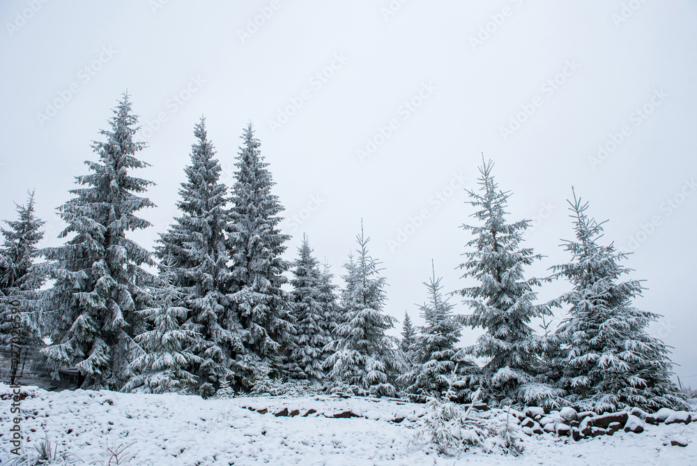 Christmas background with snowy fir trees