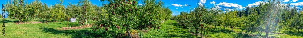 Panoramic view of apple trees just before picking apples