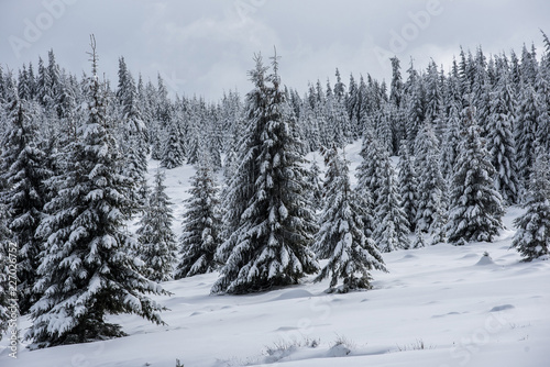 Snowy fir trees at winter © salajean
