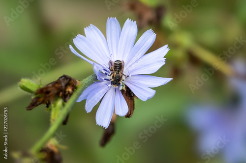 Leafcutting Bee on Chicory Flowers