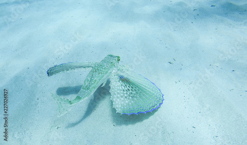 Flying fish Gurnard photo