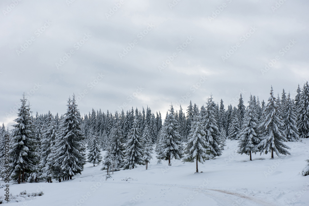 Fairy winter landscape with fir trees