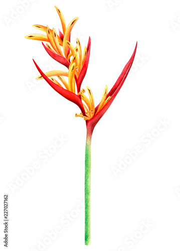 watercolor painting bird of paradise blooming flowers isolated on white background.Hand drawn illustration tropical exotic colorful flower for wallpaper summer hawaii style pattern.With clipping path.