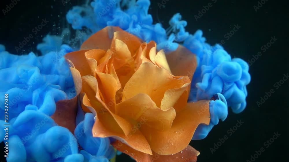 Blue paint collides with an orange flower in slow motion, isolated on a black background. The paint slowly falls and swirls around the flower in beautiful cerulean clouds. Blue paint collides with an orange flower in slow motion, isolated on a black background. The paint slowly falls and swirls around the flower in beautiful cerulean clouds.
