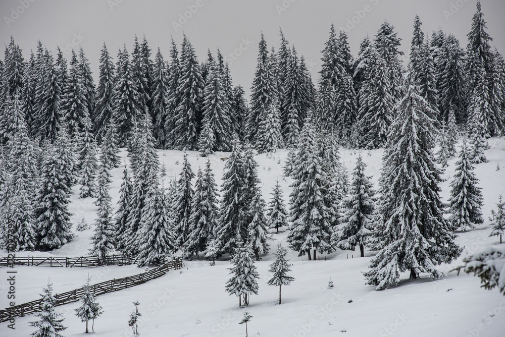 Obraz premium Winter landscape with snow on trees