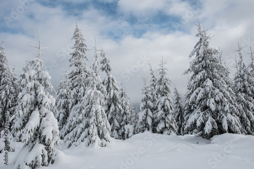 Winter wonderland forest