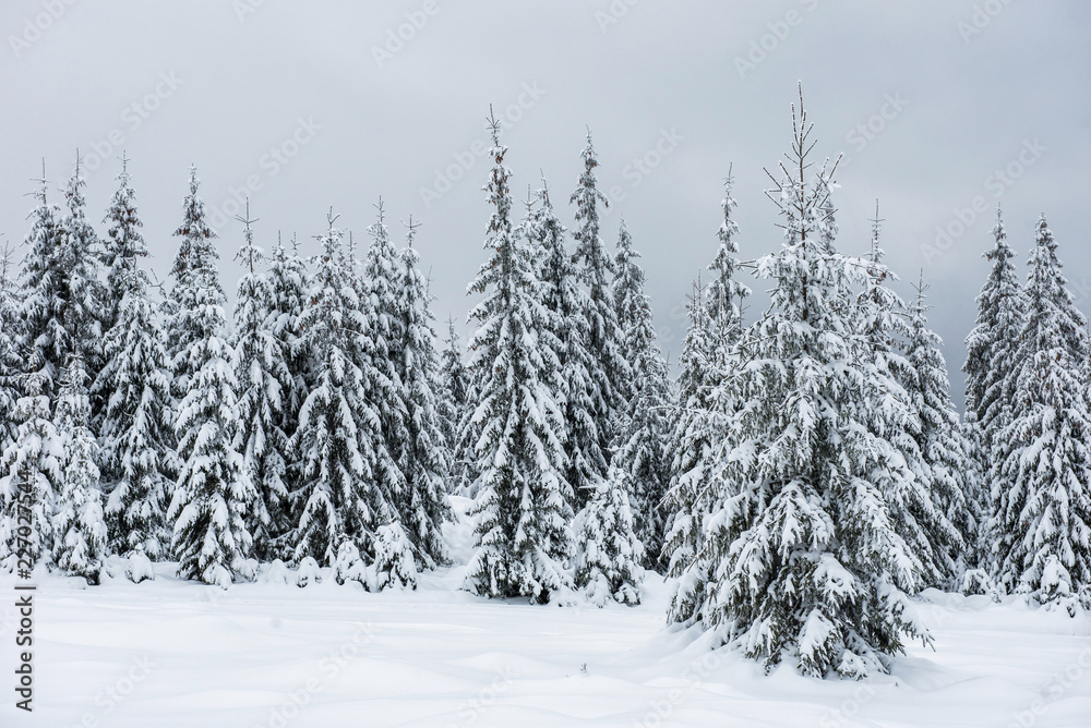 Christmas background with snowy fir trees Christmas background with snowy fir trees