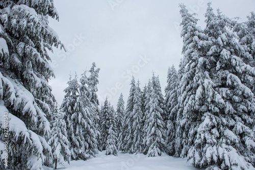 Winter landscape with snow on trees © salajean
