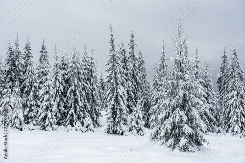Christmas background with snowy fir trees © salajean