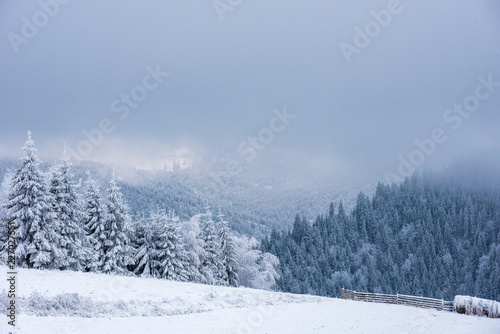 Winter pine trees, Christmas concept