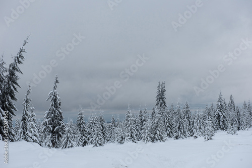 Winter wonderland forest © salajean