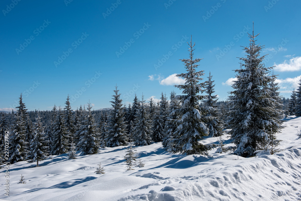 Snow covered frozen trees in the mountains