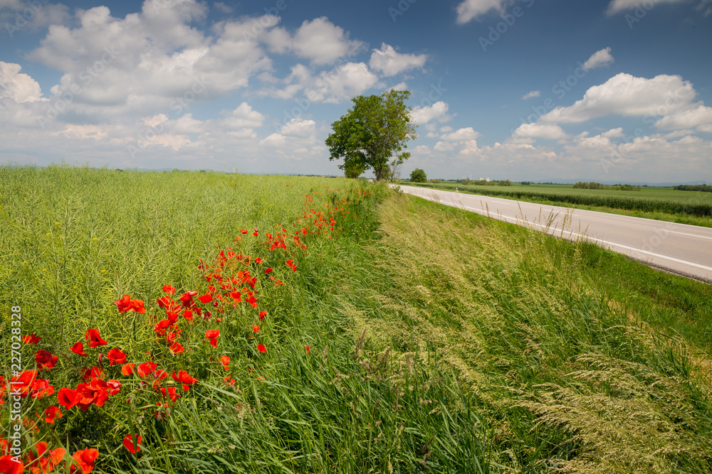 Ταπετσαρία poppy near road