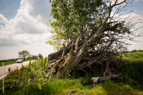 cut tree near road