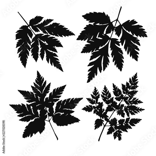 Black silhouettes of different type of leaves isolated on the white background
