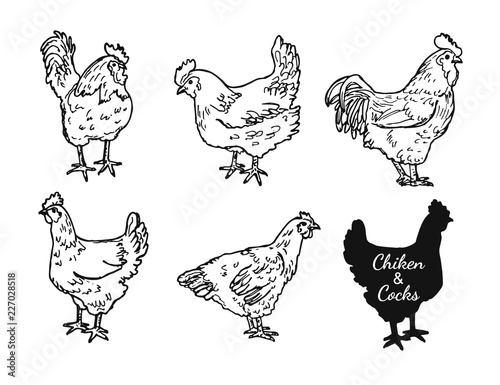 Drawing chickens and cocks. Skecth of hens and roosters. Domestic village bird  set.